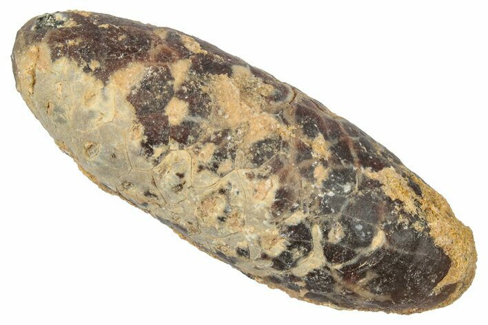 Fossil Cycadophyte Seed Cone - Boujdour, Morocco #346703